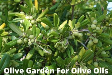 Olive Garden For Olive Oils (Healthy Classified Oils)